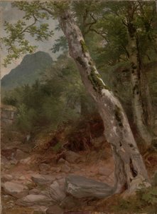 シカモアの木、プラターキル クローブ (シカモア、カータースキル クローブ) 作： Asher Brown Durand