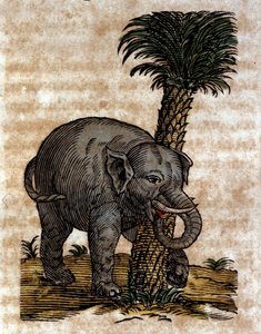 椰子の木の幹にこすりつけている象 イエズス会士で東洋学者のアタナシウス・キルヒャー（1601～1680）の作品からのエングレーヴィング。 作： Athanasius Kircher