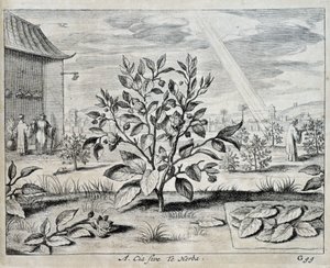 Le camellia - アタナセ・キルヒャー（またはアタナセ・キルヒャー）の「中国」にて 作： Athanasius Kircher