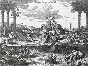 Rhubarb plant, engraving from China monuments   1464577   ja       japanese Successfully Translated  Original: Portrait of Sarah Andriesdochter Hessix Translat: Portrait of Sarah Andriesdochter Hessix 1463225 ja japanese Successfully Translated Original: L