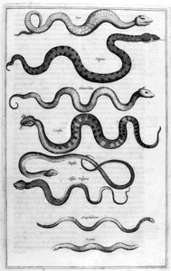 ヘビ、1675年。 作： Athanasius Kircher