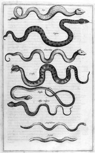 ヘビの種類（アルカノエより 作： Athanasius Kircher