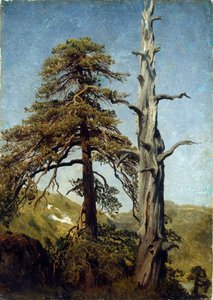 「木の研究、ノルウェー」アウグスト・カッペレン（1827-1852）による絵画1850年国立美術館、オスロ、ノルウェー 作： August Cappelen