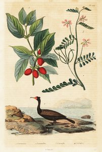 鵜、コーネリアン チェリー、スコーピオン レンゲ、1834-1839 (彫刻) 作： Auguste Dumenil