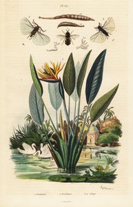 ソルジャーフライ、ツルの花と、1834-1839 (彫刻) 作： Auguste Dumenil