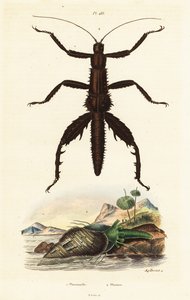 トゲのある悪魔のステッキとオーストラリアのキジの甲羅。 作： Auguste Dumenil