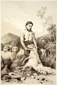 羊の毛刈り、デビッドブレア、マグレディ、トムソン、ニヴェンによるオーストラレーシアの歴史、1879年 作： Australian School