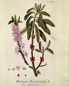 植物学："Bois-joli" (Bois joli) (またはBois-gentil, Bois gentile) (Daphne mezereum) ヨゼフ・ヤコビ・プレンク（1735-1807）著 "Medicinalium secundum Linnaei digestarum" 1788-1803 個人蔵より引用。 作： Austrian School