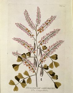 ボタニカル："Campeche" (Haematoxylon campechianum) Joseph Jacobi Plenck (1735-1807) 1788-1803の "Medicinalium secundum Linnaei digestarum "から引き出されたプランク 個人蔵 作： Austrian School