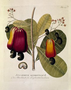 植物学：「カシューナッツ」（西洋アナカルディウム） ジョセフ・ヤコビ・プレンク（1735-1807）著 "Medicinalium secundum Linnaei digestarum" 1788-1803 個人蔵より抜粋。