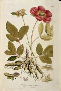 植物：「Peony officinale」（Poeonia officinalis） Joseph Jacobi Plenck（1735-1807）の「Medicinalium secundum Linnaei digestarum」から描かれたプランク 1788-1803 個人蔵 作： Austrian School