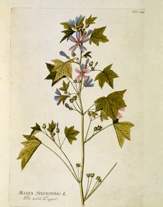 植物：大紫（Malva sylvestris） Joseph Jacobi Plenck (1735-1807) 1788-1803による「Medicinalium secundum Linnaei digestarum」から描かれたプレート 個人蔵 作： Austrian School