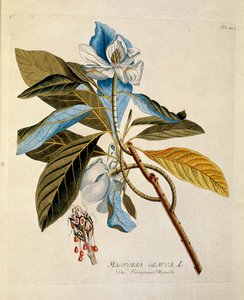 Botanical: "magnolia" Joseph Jacobi Plenck (1735-1807) による「Medicinalium secundum Linnaei digestarum」から描かれたプレート 1788-1803 個人蔵 作： Austrian School