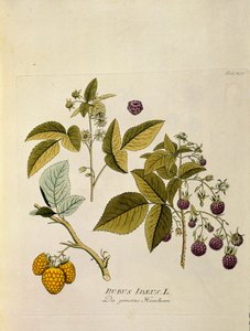 植物学：キイチゴ（Rubus idaeus） ヨーゼフ・ヤコビ・プリンク（Joseph Jacobi Plenck, 1735-1807） 1788-1803 個人蔵 "Medicinalium secundum Linnaei digestarum "より抜粋 作： Austrian School