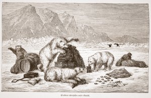 ホッキョクグマが荷物を攻撃する（ホッキョクグマが荷物を攻撃する）パブ。ウィーン1876年
