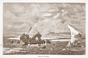 セイウチとの戦い、1876
