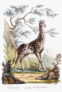 キリン、1794