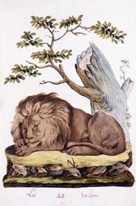 ライオン、1794年 作： Austrian School