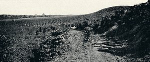 カフェザル、1895