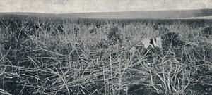 キャッサバプランテーション、1895 作： Axel Frick