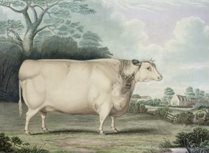 ハベルトフト短角賞牛、C。ハントによって彫刻、1842年（色の彫刻）