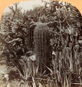 Cactus Garden、Cragin Place、レイクワース、フロリダ、c1900。