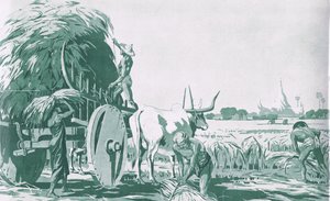ビルマの水田（マクミラン社の学校用ポスターより）、1950-60年代（リトグラフ版 作： Ba Nyan