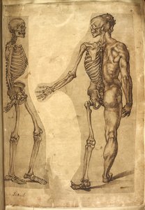 追加。 5259、f.19、人間の骨格と半身像、「M. Joubert、Dr G. Cockburn、M. Le Blond、Baccio Bandinelli、Michelangelo Buonarotti、Augusine Carate による色とクレヨンで描かれた、人間と動物のさまざまな解剖図から」 とウィリアム・カウパー氏」(p 作： Baccio Bandinelli
