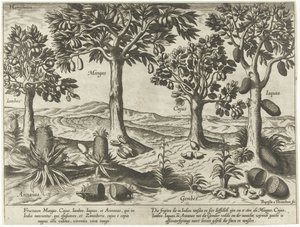 東インド諸島の果樹と低木 作： Baptista van Doetechum