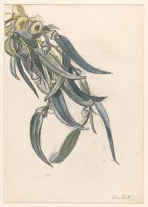 ユーカリの開花枝 作： Barbara Elisabeth van Houten