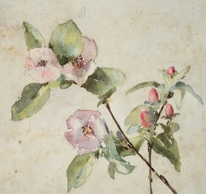 ピンクの花の枝（紙に水彩） 作： Barbara Leigh Smith Bodichon