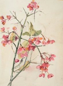 ピンクの花（紙に水彩） 作： Barbara Leigh Smith Bodichon