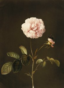 バンブルビーとガリカローズ、 作： Barbara Regina Dietzsch