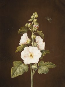 タチアオイ 作： Barbara Regina Dietzsch