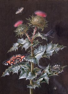 昆虫のいるアザミ（ガッシュ）の研究（51756も参照） 作： Barbara Regina Dietzsch