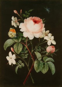 バラとジャスミンのアレンジメント 作： Barbara Regina Dietzsch