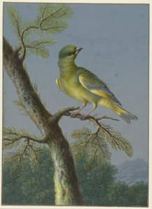 グリーンフィンチ 4 羽の鳥のガッシュ (シリーズ タイトル) 作： Barbara Regina Dietzsch
