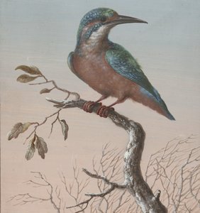 カワセミ 4 羽の鳥のガッシュ (シリーズ タイトル) 作： Barbara Regina Dietzsch