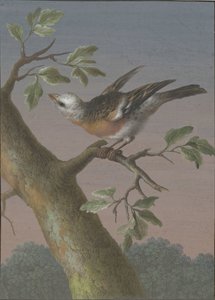 雪ホオジロ 4 羽の鳥のガッシュ (シリーズ タイトル) 作： Barbara Regina Dietzsch