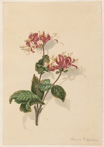 枝野生スイカズラ (Lonicera periclymenum) 作： Barend Hendrik Thier