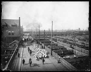 ユニオンストックヤード（米国イリノイ州シカゴ、1910年頃）（モノクロ写真 作： Barnes and Crosby