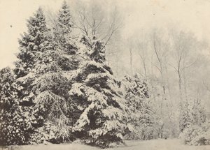 雪の下のモミの木の風景 作： Baron A. Fays