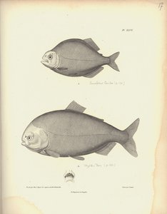 ニコラユエ（1770-1827）による彫刻の後にCoutantによって彫刻されたCharacidae、Pl。XLVII、Al。Vによる「動物学と比較解剖学の観察のコレクション、第2部」の図 作： Baron Friedrich Alexander von Humboldt