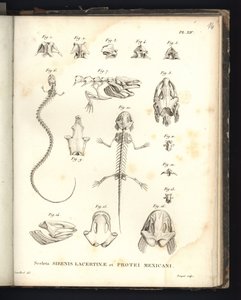 Lacertinaeスケルトンエネルギッシュでポートメキシコ、プレート14、シレノメリアとアホロートルの骨学 作： Baron Friedrich Alexander von Humboldt