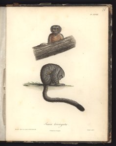Simia trivirgata、Pl.XXVIII、ニコラユエ（1770-1827）による彫刻の後にルイブーケ（1765-1814）によって彫刻された鋼、「Recueil d&39;observation de zoologie et d&39;atatomy comparee、faiからのイラスト 作： Baron Friedrich Alexander von Humboldt