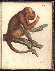 Simia ursina、Pl.XXX、年の間に大西洋地域、新大陸の内部、および南海で行われた動物学および比較解剖学観察の編集からの図 作： Baron Friedrich Alexander von Humboldt