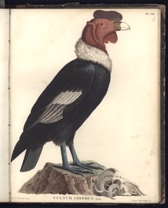 男性コンドル（Vultur gryphus、LIN）、Pl.VIII、新大陸の熱帯諸国への旅行で収集された &39;動物学および比較解剖学からの観察 作： Baron Friedrich Alexander von Humboldt