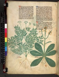 Egerton 747 f.101v ハーブに関する論文、c.1280-1310（ベラムにインクと色） 作： Bartholomaei Mini de Senis