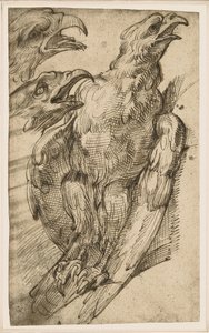 ワシの研究 作： Bartolomeo Passarotti