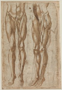 剥ぎ取られた男の2つの研究（直訳） 作： Bartolommeo da Arezzo